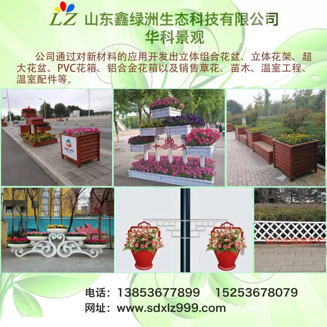 养殖月季树形技术要点_养殖月季树形技术视频_树形月季养殖技术