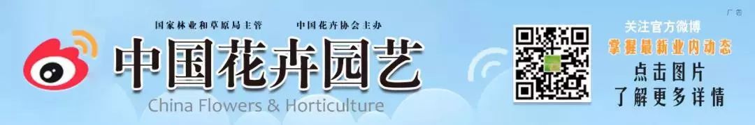养殖月季树形技术视频_养殖月季树形技术要点_树形月季养殖技术