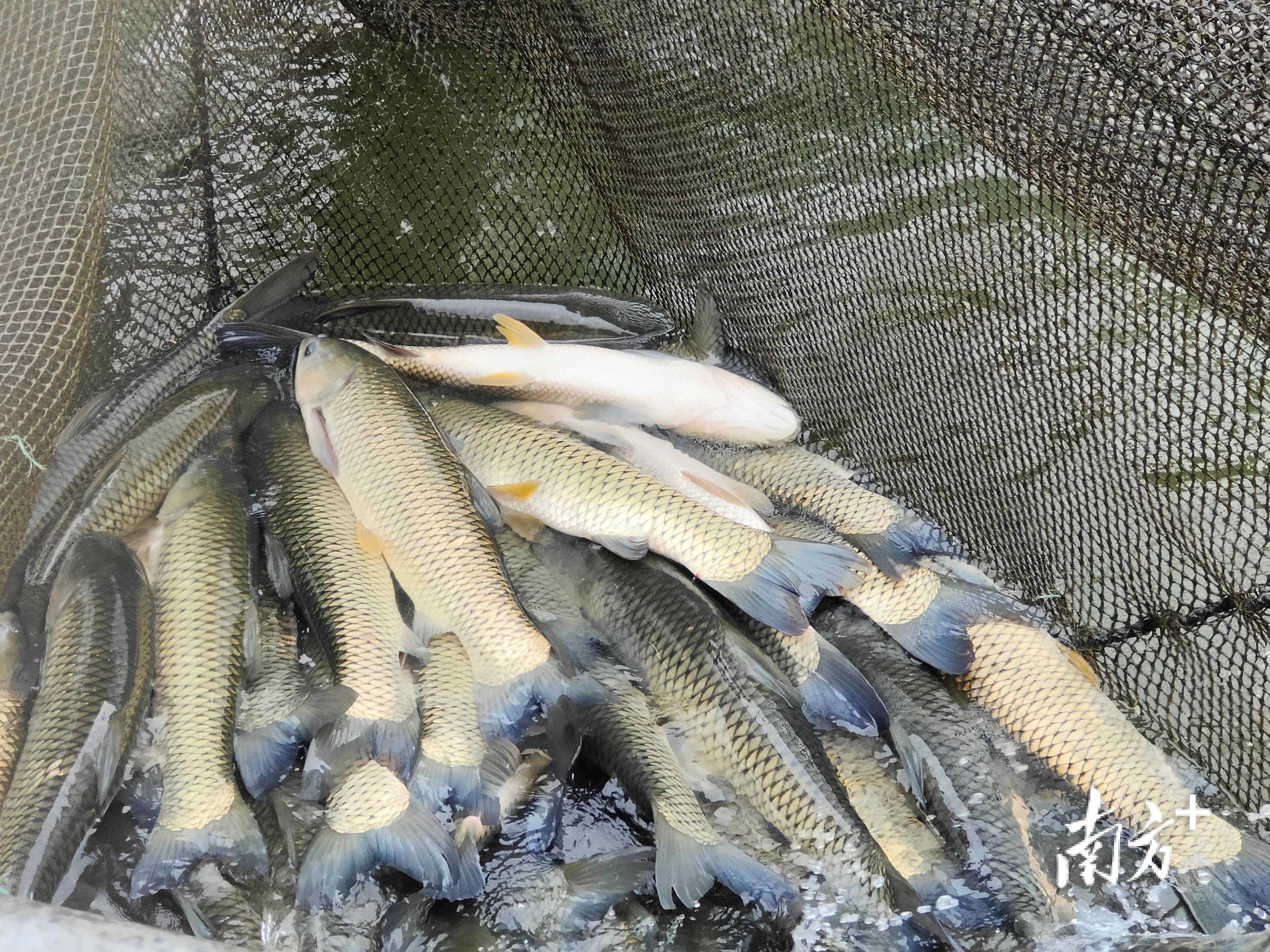 致富经养殖草鱼视频_跪肉蜿草鱼养殖致富经_致富经养草鱼一年提升50