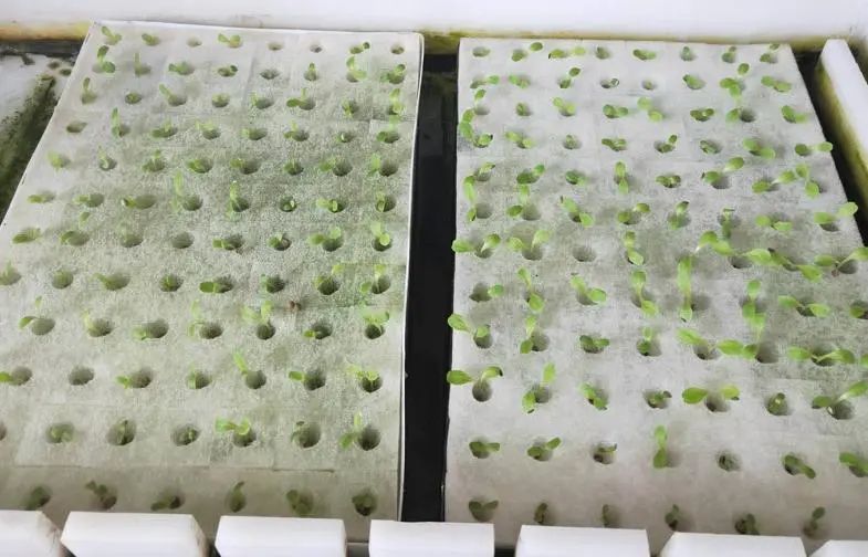 阳台种植青瓜技术视频_青瓜阳台种植技术_阳台种植青瓜技术要点