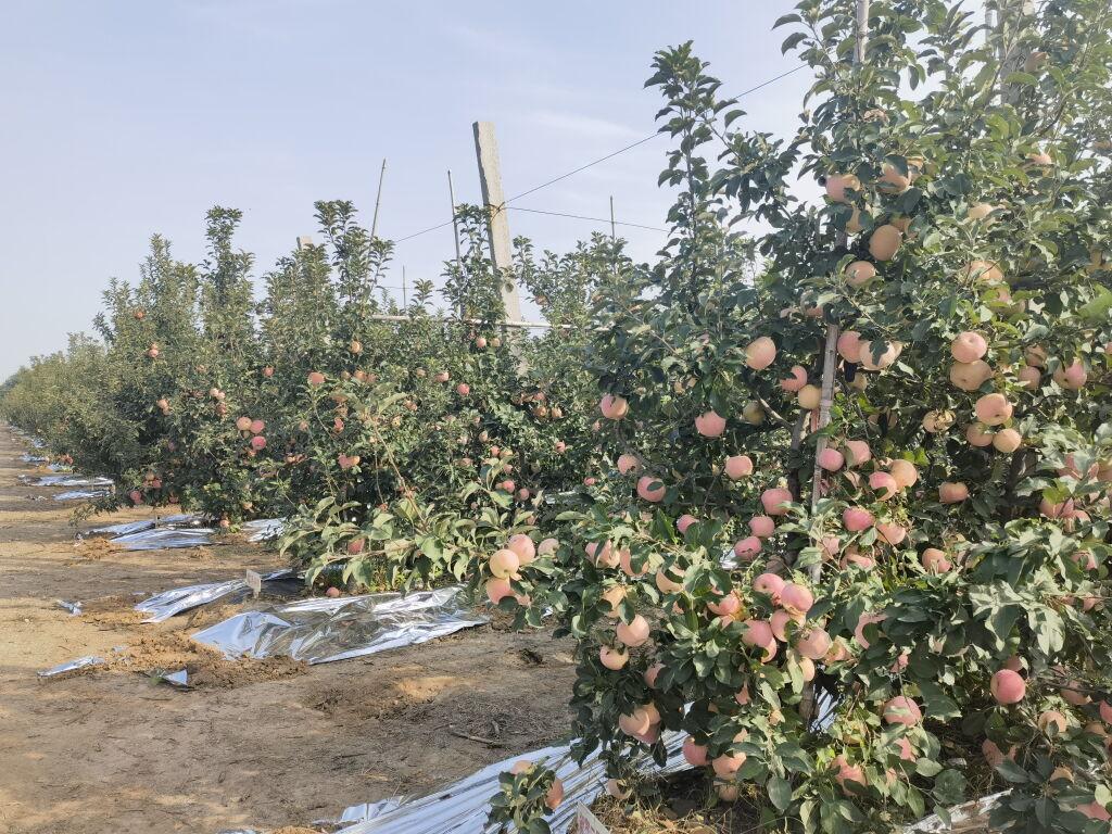 山东致富稻种植_山东水稻种植面积_山东种稻谷吗
