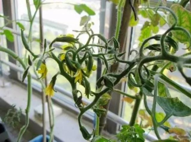 阳台青瓜种植时间及技术要点_青瓜阳台种植技术_阳台种青瓜方法