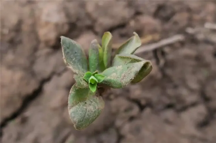 广东最好的种子公司_种植致富新项目_广东种植种子致富