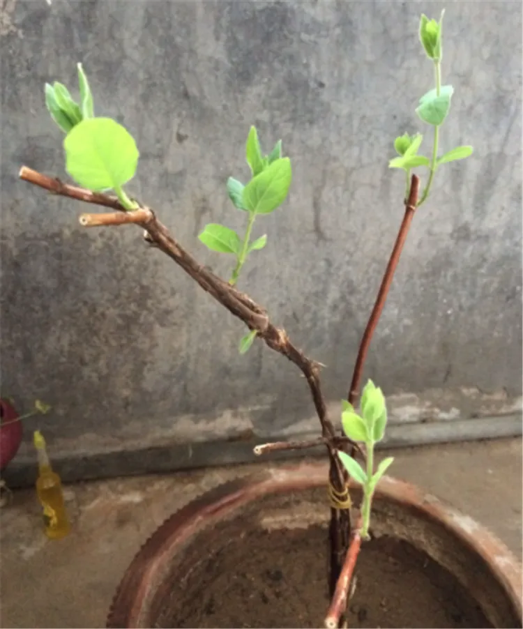 广东最好的种子公司_种植致富新项目_广东种植种子致富