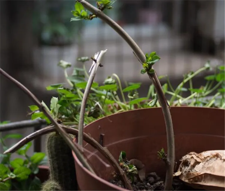 广东种植种子致富_种植致富新项目_广东最好的种子公司