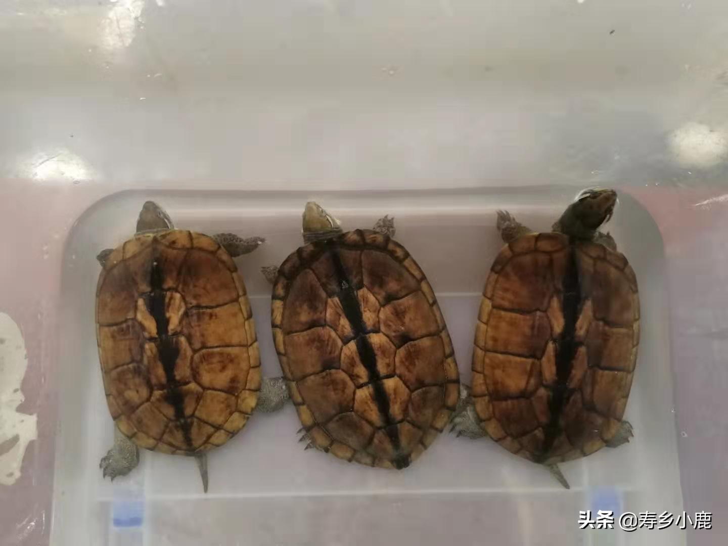 北种石金钱龟养殖方法(石金钱龟怎么养)
