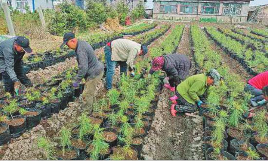 方正苗木产业栽成“摇钱树” 打造脱贫攻坚可持续产业