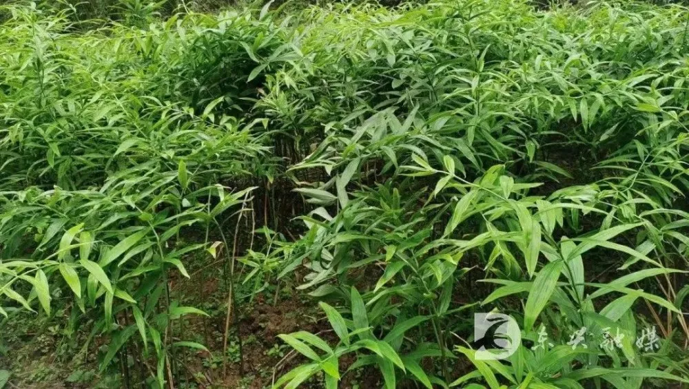 致富种植视频全集_山上种植致富项目_种植致富新项目