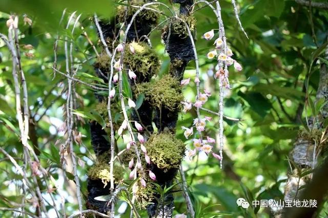 致富经石斛种植_致富种植石斛怎么样_种植石斛收益怎么样