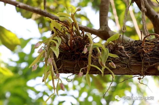 致富经石斛种植_致富种植石斛怎么样_种植石斛收益怎么样