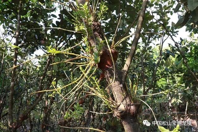致富经石斛种植_种植石斛收益怎么样_致富种植石斛怎么样