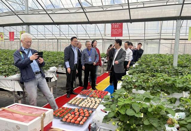 杭州市临平区运河街道高效生态农业基地。临平区委宣传部供图