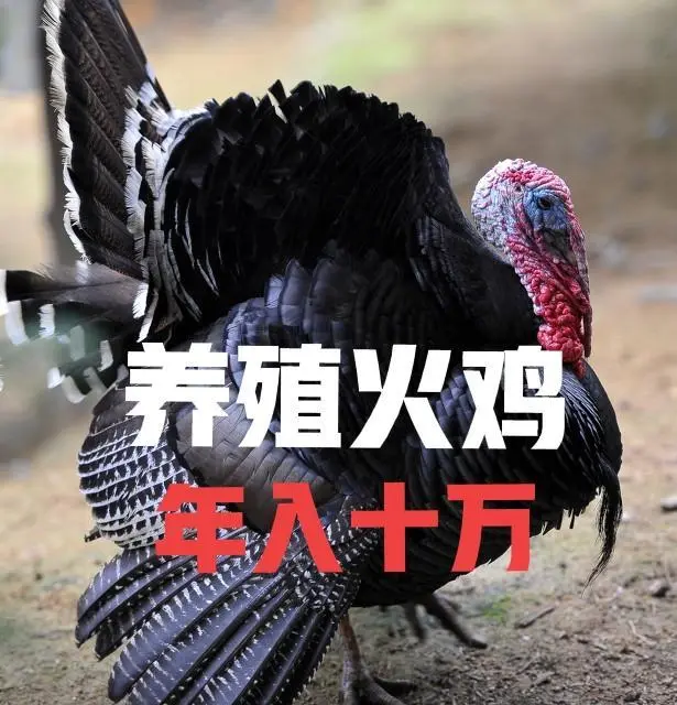 正宗火鸡养殖案例_养殖火鸡的成本及利润_山西火鸡养殖致富