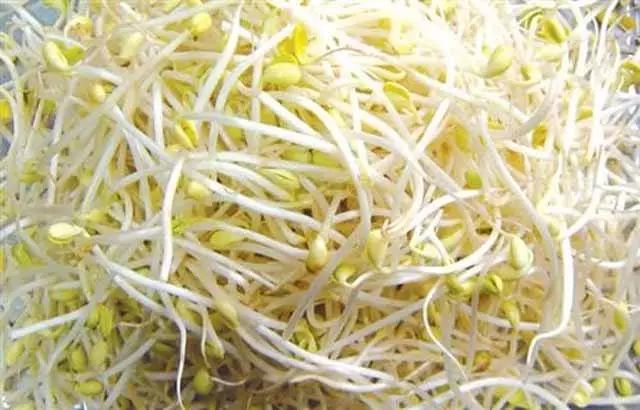 芽苗菜种植 致富_种植芽苗菜挣钱吗_致富种植芽苗菜视频