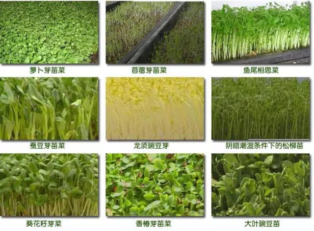 芽苗菜种植 致富_种植芽苗菜挣钱吗_致富种植芽苗菜视频