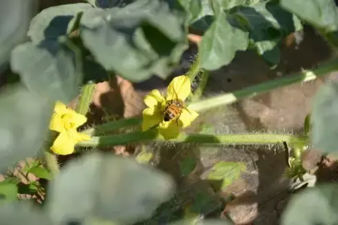 西瓜的种植与管理技术_西瓜种植管理技术与管理_西瓜种植技术管理