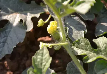 西瓜的种植与管理技术_西瓜种植技术管理_西瓜种植管理技术与管理