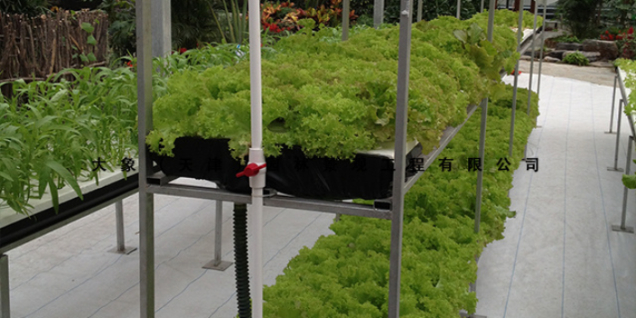 四川露天蔬菜种植技术指导,科技栽培