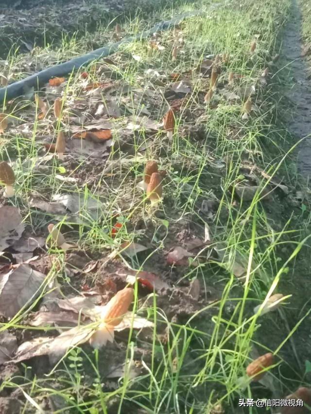田间示范秀羊肚菌种植_羊肚菌大田化种植新技术_羊肚菌大田栽培新技术