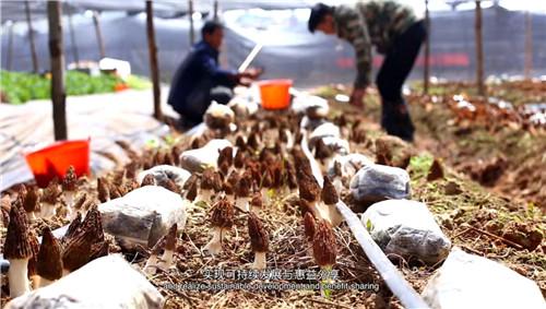 羊肚菌大田栽培新技术_羊肚菌大田化种植新技术_大棚羊肚菌种植技术