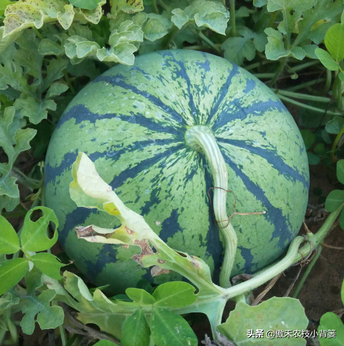 西瓜种植技术管理_西瓜种植管理技术大全_西瓜种植管理技术要点