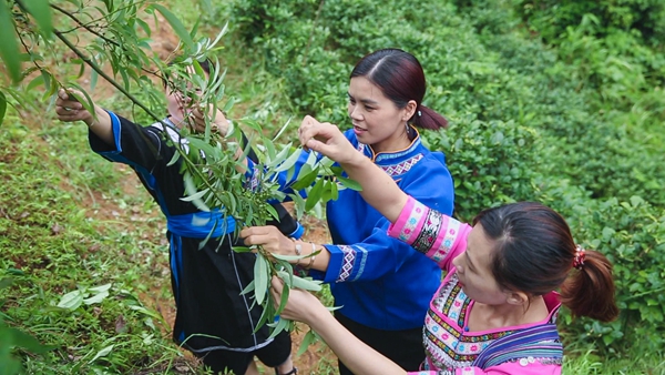 山胡椒种植亩产量_种植山胡椒致富_山胡椒的种植