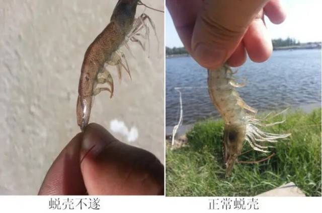 【养虾必看】对虾对虾脱壳不遂是什么原因应该怎么办？全告诉你！