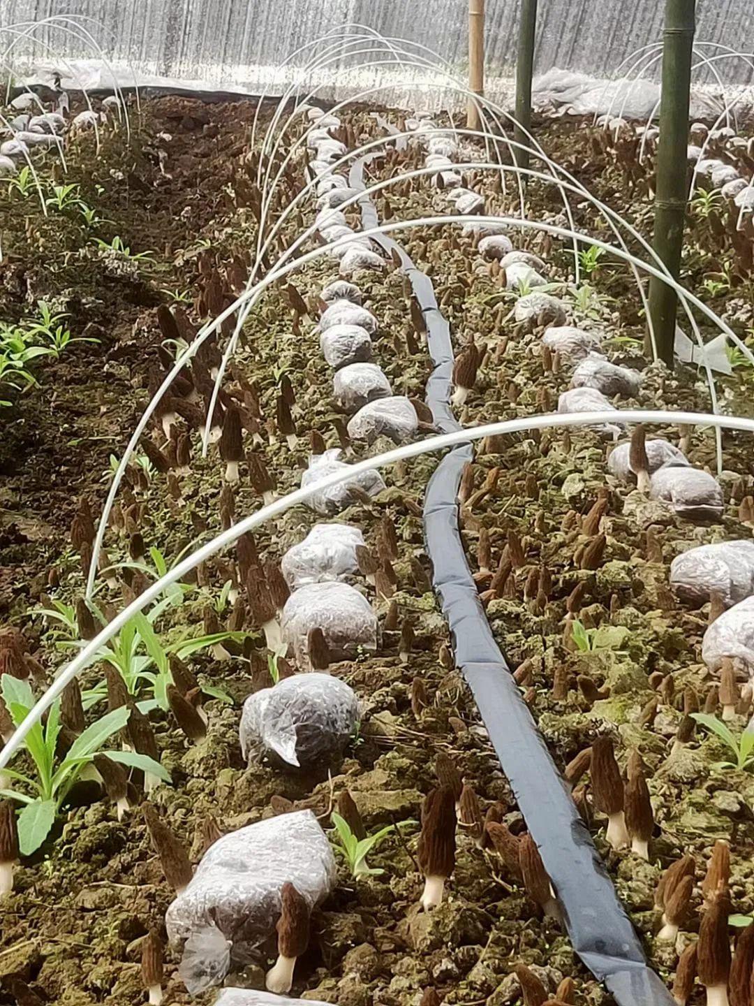 大掤羊肚菌种植_羊肚菌大田化种植新技术_大棚羊肚菌种植技术
