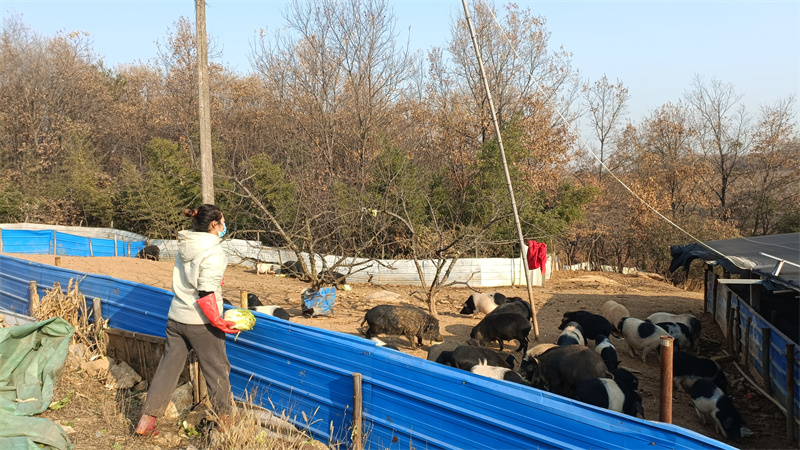 养殖巴马香猪的利润与风险_致富养巴马香猪视频_致富经养巴马香猪