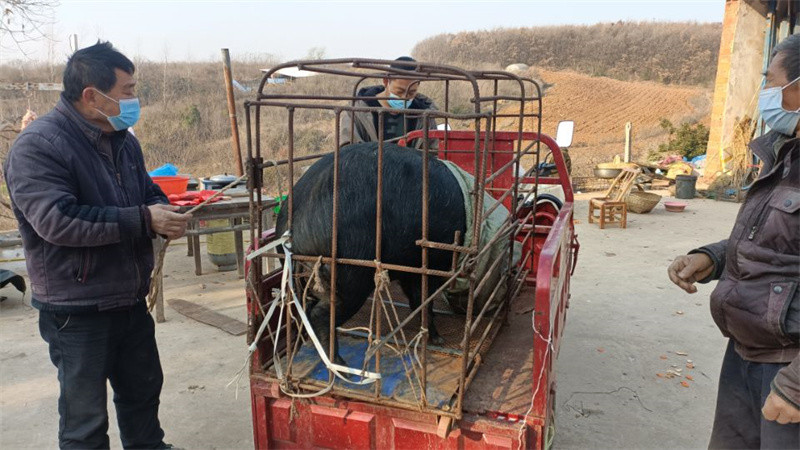 养殖巴马香猪的利润与风险_致富养巴马香猪视频_致富经养巴马香猪