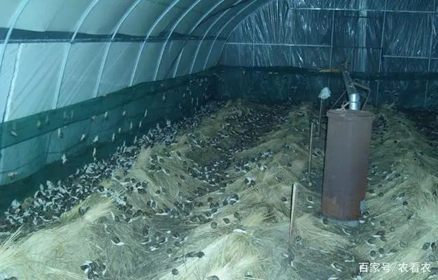 专业养殖蜗牛_视频致富蜗牛养殖大师_蜗牛养殖致富视频