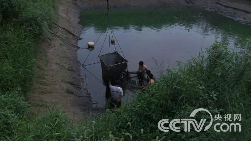[致富经]黑泥塘里的黑鱼财富