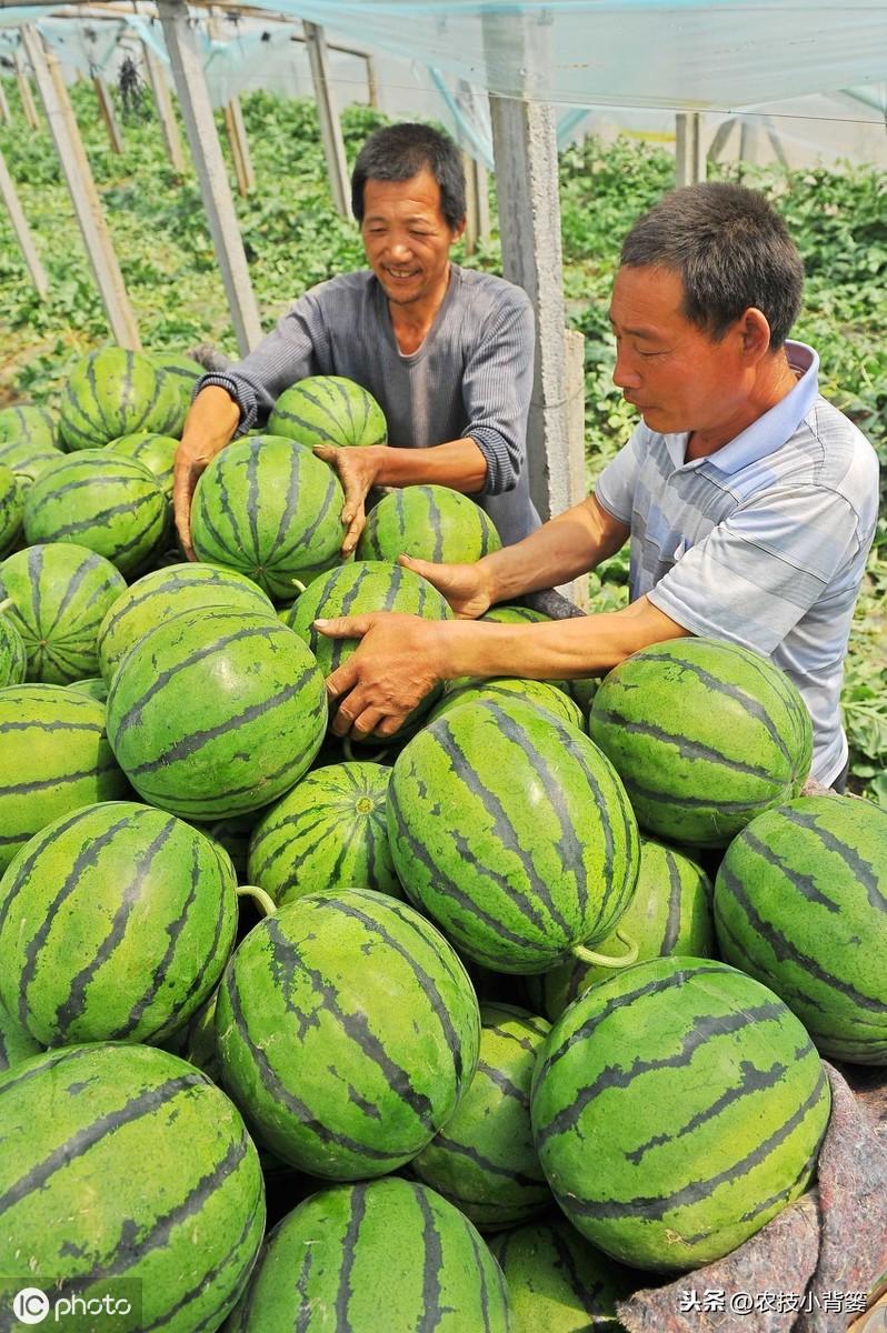 西瓜种植技术管理_西瓜种植管理技术露天_西瓜种植管理技术大全