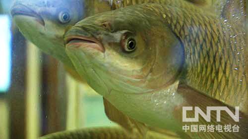 致富经草鱼养殖_致富养殖草鱼视频_致富养殖草鱼图片