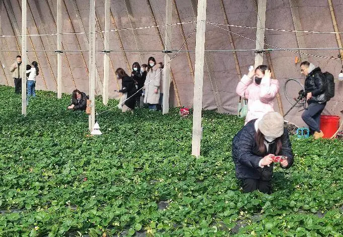 香蜜薯种植致富_蜜薯种植条件_种植蜜薯赚钱吗