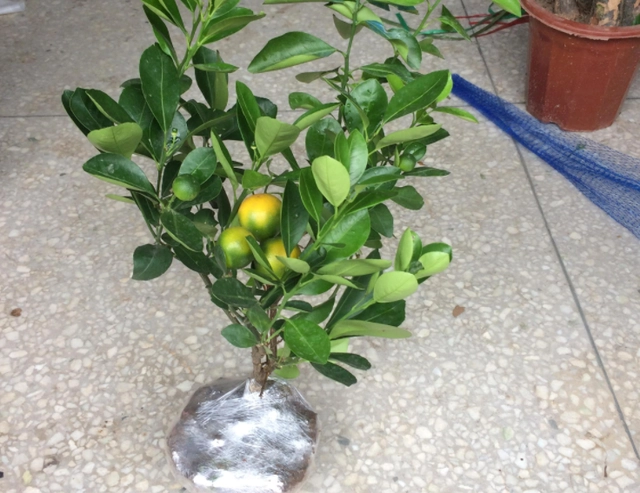 青金桔种植与管理技术_青金桔种植条件_种植青金桔管理技术视频