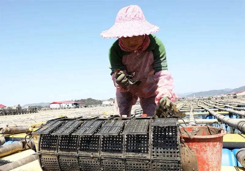 海参养殖技术视频_养殖海参致富视频_致富经海参养殖视频