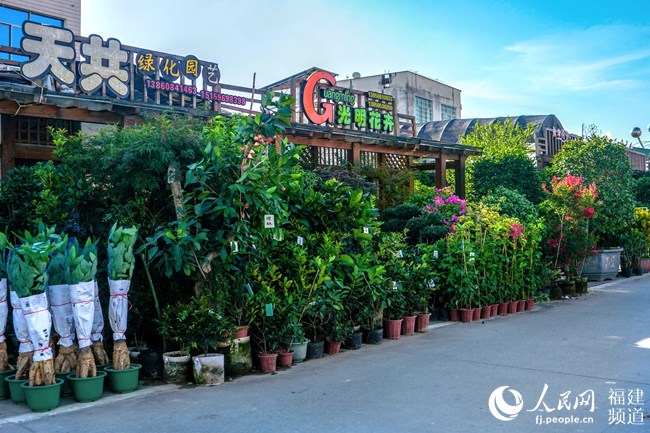 漳州种植作物_漳州种植什么_漳州种植致富项目