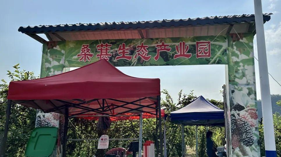 水果致富经_特色水果致富经_致富水果特色是什么