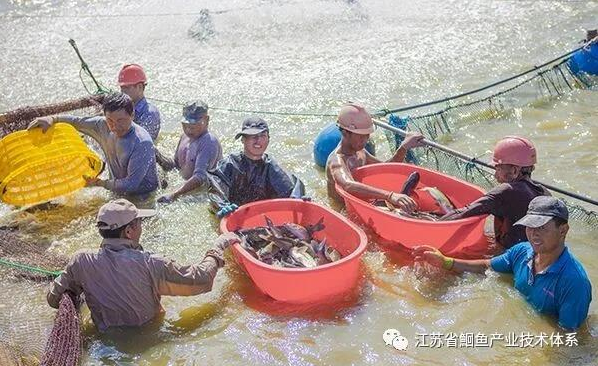回鱼苗养殖_鱼养殖技术视频_养殖回鱼技术