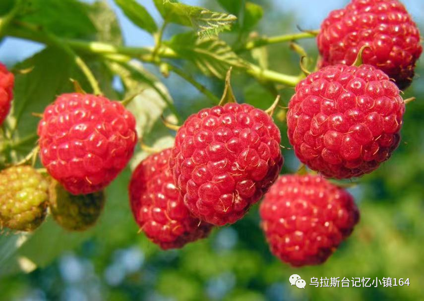 【特色采摘】科技引领特色种植致富路