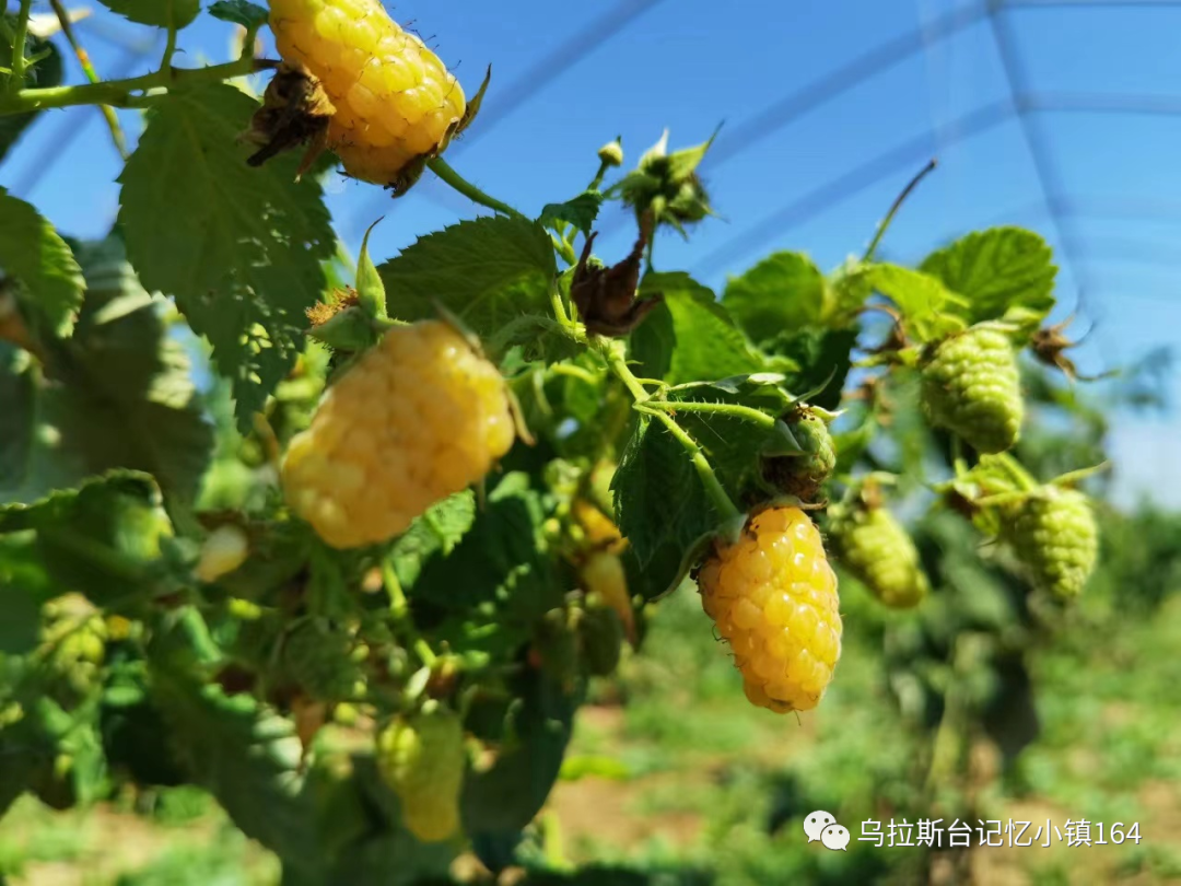 致富种植树莓图片_致富经树莓种植视频_树莓种植致富