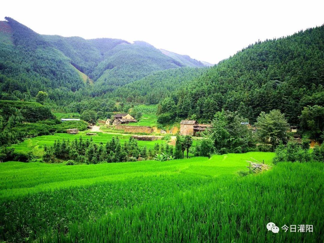 致富经土鸡养殖技术视频_致富经土鸡养殖视频_致富经农村养土鸡视频