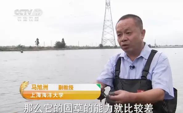江苏泰州泰兴市男子养大闸蟹，年销售额3500万元