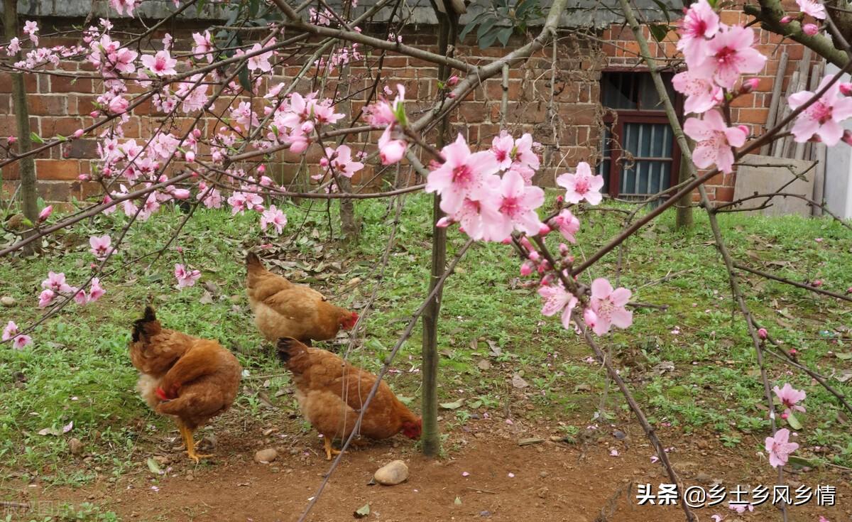 致富经土鸡养殖视频_致富经农村养土鸡视频_致富经土鸡养殖技术视频