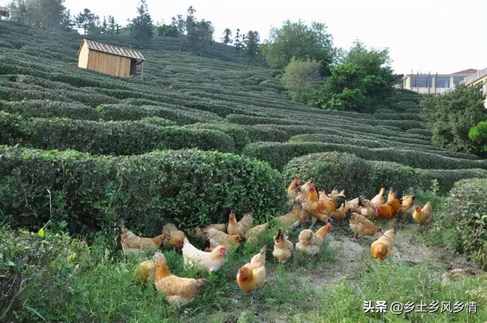 致富经土鸡养殖视频_致富经土鸡养殖技术视频_致富经农村养土鸡视频