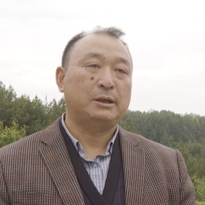 茶叶种植带头致富_茶叶种植助力脱贫攻坚_茶叶致富经