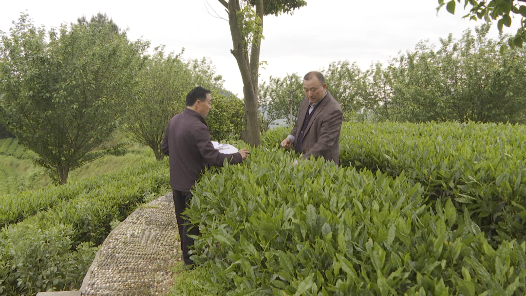 茶叶种植助力脱贫攻坚_茶叶致富经_茶叶种植带头致富