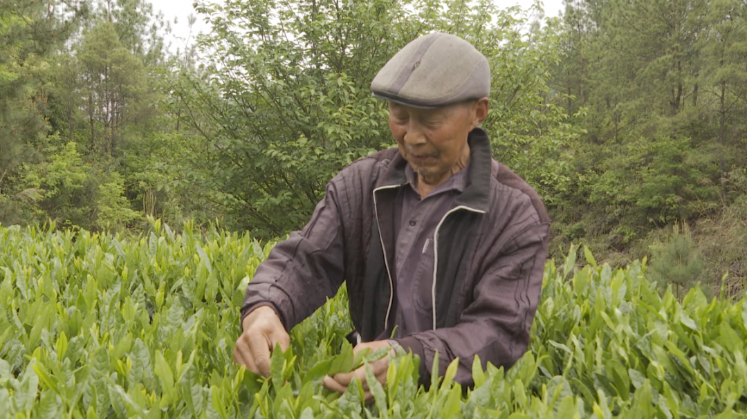 茶叶种植助力脱贫攻坚_茶叶种植带头致富_茶叶致富经
