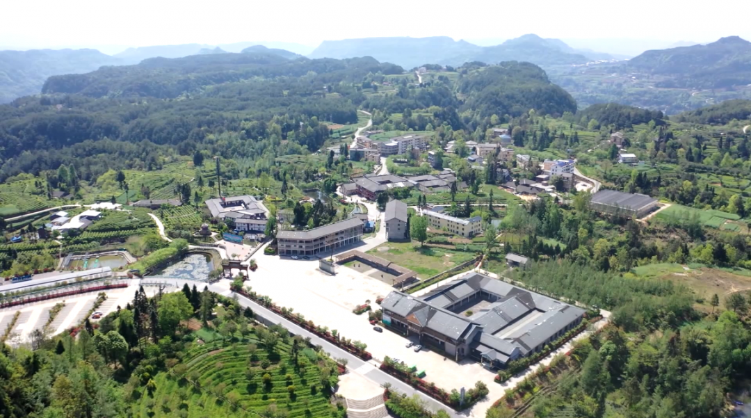 茶叶种植助力脱贫攻坚_茶叶致富经_茶叶种植带头致富
